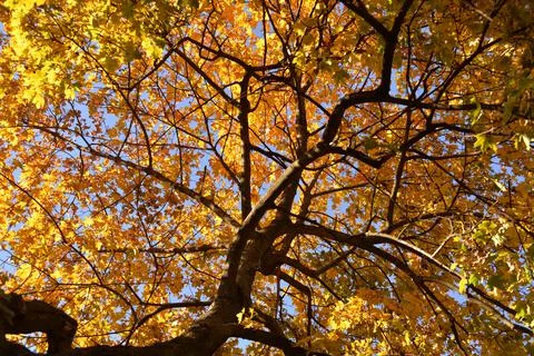 In the Park there are trees on branches leaves are colored, yellow, green Stock Photos