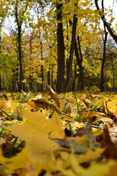 In the Park there are trees on branches leaves are colored, yellow, green Foto stock