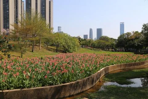 In the park, there is an array of red and pink canna indicablooming on both.. Fotos de archivo