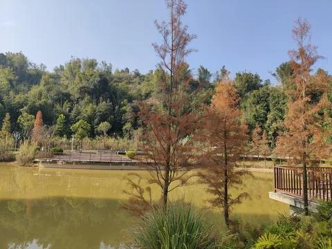 In the park, there is an open space surrounded by red cypress trees and oth.. Stock Photos
