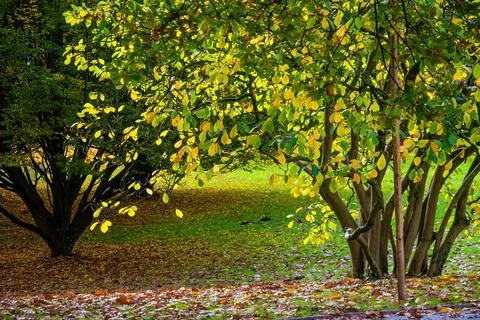 A park with three trees, one of which is green and the other two are yellow 스톡 사진