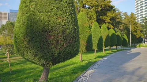 Park thuja trees planted in a row sunset sun Stock Footage 238898875