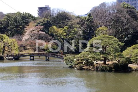 Park in tokyo during blossom time Stock Photos