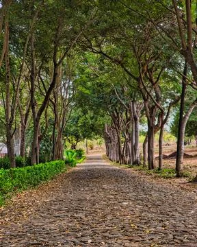Park trail with an array of trees and a blanket of fallen leaves covering the gr Fotos de archivo