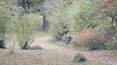 Park Trail Video stock 36052888
