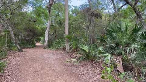 Park trail path in Ormond Beach Stock Footage 236874213