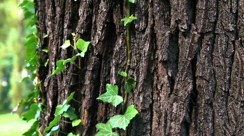 Park with tree and temple Video stock 874907