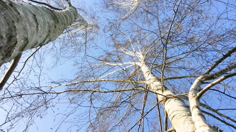 Park tree birch white thin-leaved slowmotion Video stock 172062218