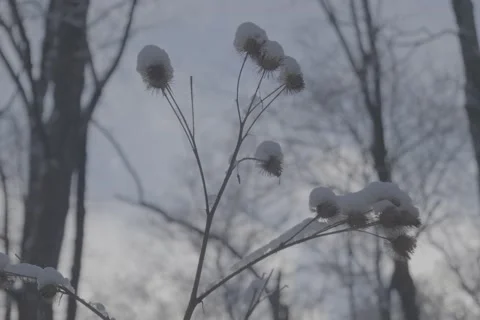 Park Tree Branch Snow Winter Day - VLOG Stock Footage 168903381