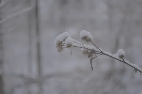 Park Tree Branch Snow Winter Day - VLOG Stock Footage 168905839