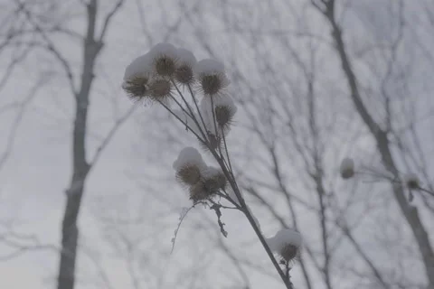 Park Tree Branch Snow Winter Day - VLOG Stock Footage 168906277