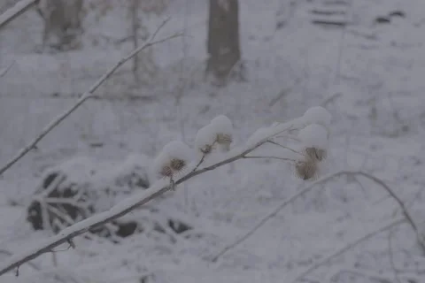 Park Tree Branch Snow Winter Day - VLOG Stock Footage 168906313