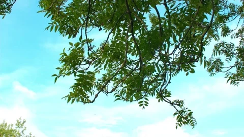 Park Tree Branches Stock Footage 76105251