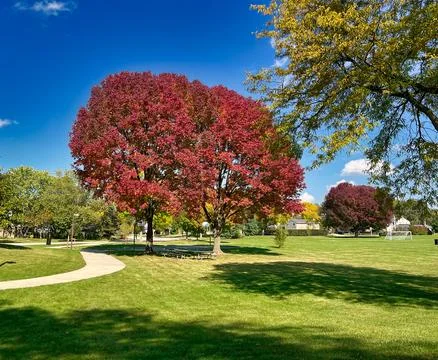 A park with a tree changing colors that is on some green grass Stock Photos
