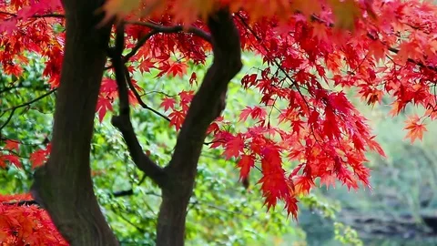 Park Tree Closeup Stock Footage 74150087