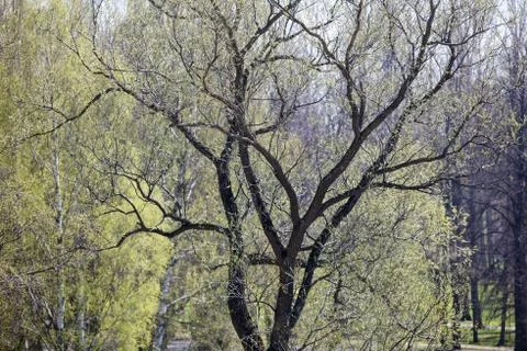 Park tree with dark bark and young leaves in the spring Stock Photos