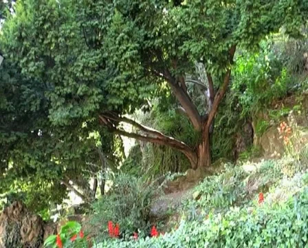 Park tree Stock Footage 1078819