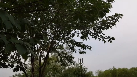 Park tree Video stock 95566312