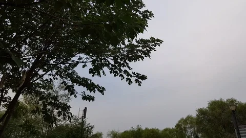 Park tree Video stock 95567041