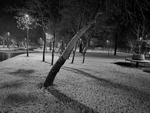 A park with a tree that has fallen over and is covered in snow.  Stock Photos