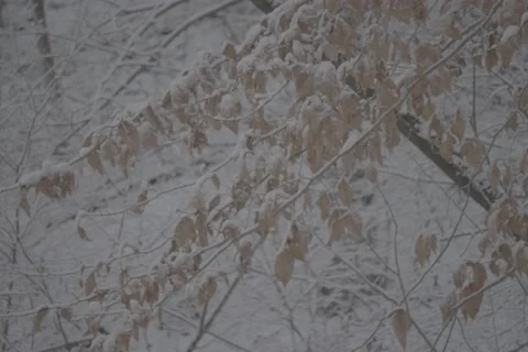 Park Tree Leaves Snow Winter Day - VLOG Stock Footage 168906367