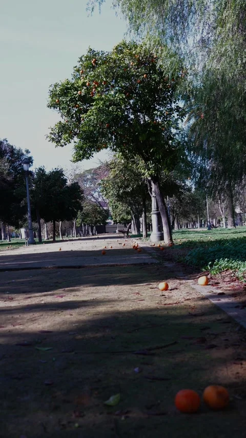 A park with a tree in the middle and a few oranges on the ground. Stock Footage 303772652