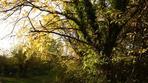 Park Tree Runner sunset mood Video stock 172061819