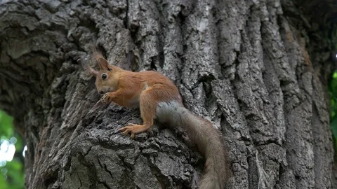 In the park on the tree, the squirrel gnaws seeds Stock Footage 76485568