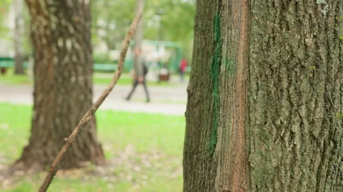 Park tree trunk with pedestrians walking along pathway, green grass foreground Stock Footage 338282950