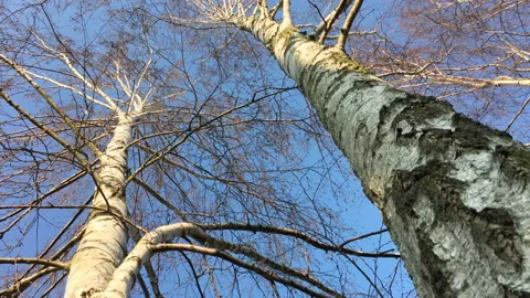 Park tree white birch Helicopter Video stock 172062099