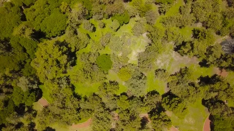 Park with trees aerial view Video stock 91982350