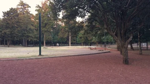 Park, trees and building Stock Footage 85580629