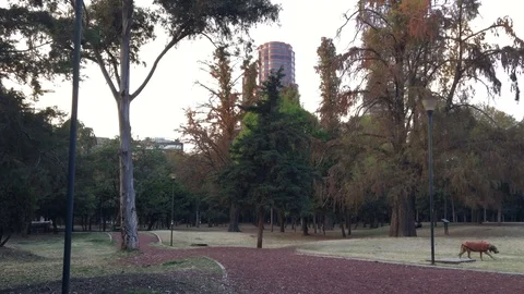 Park, trees and building 스톡 동영상 85580632