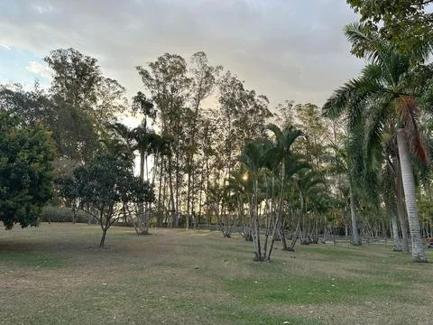Park with Trees and Cloudy Sky Stock Photos
