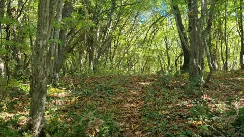 Park trees and lamppost overlooking calm sea on cloudy day Stock Footage 320134037
