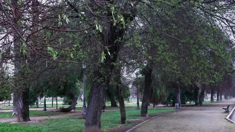A park with trees and a path, on a windy day. Stock Footage 303772688