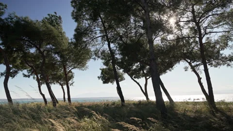 Park with trees and sun glare. Vidéo 221581149