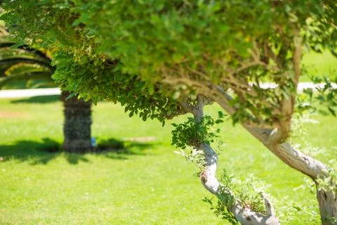 Park trees background Foto stock