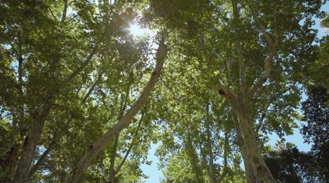 Park trees Stock Footage 40278762