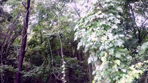 Park Trees Stockbeeldmateriaal 79606874