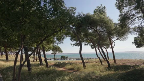 Park with trees. Stock Footage 221580735