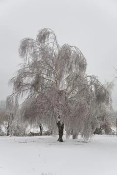 Park with  trees in ice Stock Photos