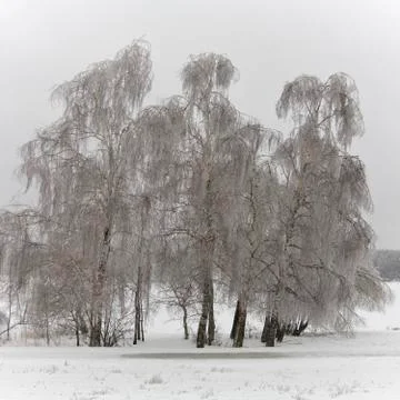 Park with  trees in ice. Foto stock