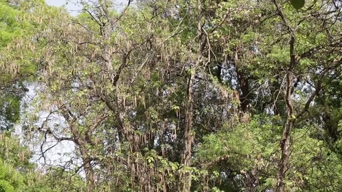 Park Trees Jungle Vegetation Flora Old High Massive Video stock 77868331