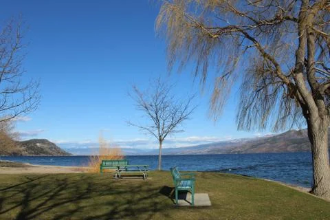 Park with trees by the lake in spring Stock Photos