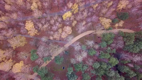 Park Trees leaves colours changing in Autumn at eastern Europe Stock Footage 107749318
