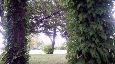 Park Trees Meadow Stock Footage 79606884