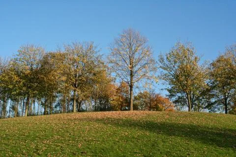 Park trees Foto stock