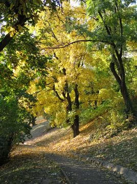 Park trees Stock-Fotos