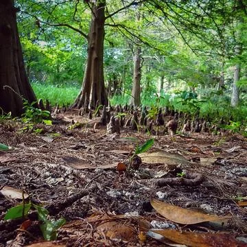 Park trees Stock Photos